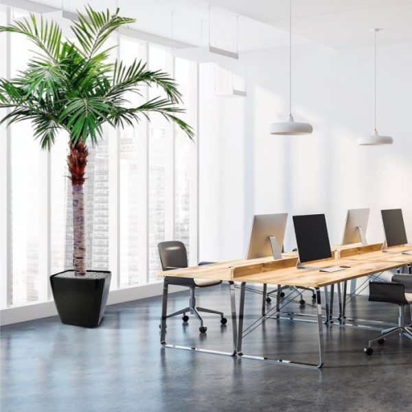 Majesty Kunstpalm Giant 350 cm 5