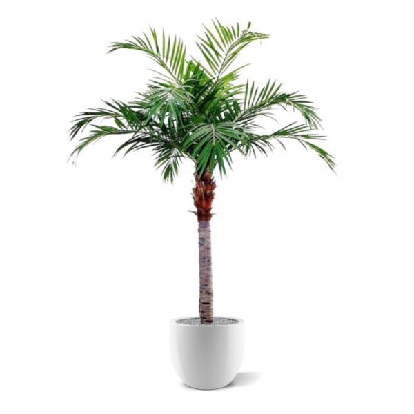 Als u op zoekt bent naar een kunstpalm van formaat dan is deze Majesty Palm de prima keuze.  De palm is gemaakt van hoogwaardige materialen en heeft een totale hoogte van ongeveer 350 cm. De kroon heeft een diameter van 200 cm !  De kunstboom wordt standaard geleverd in een standaard houten pot en wordt bij u ter plekke gemonteerd. Door de palm in een hoge pot te plaatsen kunt u de totale hoogte nog verder vergroten.