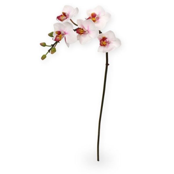 Kunstbloemen maar ook perfect geschikt op tafels en in de horeca. De natuurgetrouwe zijden Phalaenopsis Orchidee heeft 5 uitbundige bloemen van ongeveer 6 cm in doorsnede
