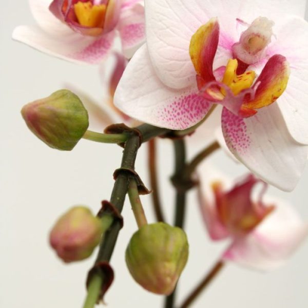 Mini-Phalaenopsis-kunstplant-50-cm-rose-3 Mini Phalaenopsis kunstplant 50 cm rose 3