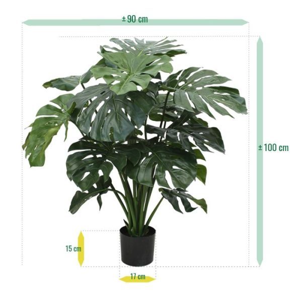 waardoor de plant zeer volumineus toont. De diameter van de Monstera Giant bedraagt zo'n 100 cm en de hoogte is eveneens 100 cm. Door zijn imposante uitstraling is de Monstera bijzonder geschikt om in een mooie hoge sierpot te plaatsen. De plant wordt standaard in een plastic binnenpot geleverd