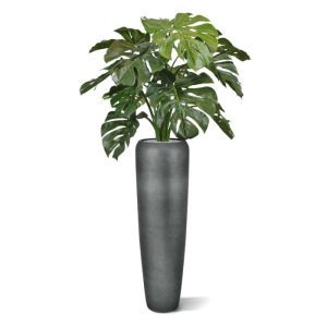 Altijd een leuke verschijning de kunst Monstera