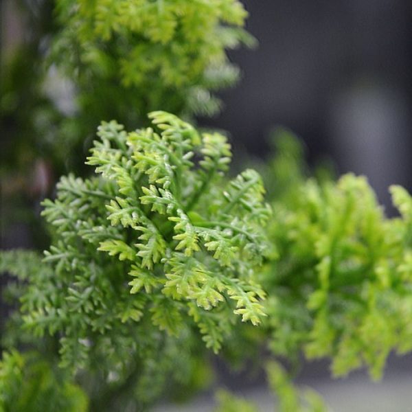 Mos-Boeket-PL-20-cm-3 Mos Boeket PL 20 cm 3