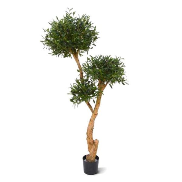 Olijf-Bonsai-Deluxe-x3-160-cm-8 Olijf Bonsai Deluxe x3 160 cm 8