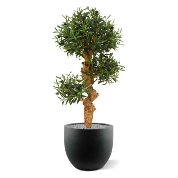 Dit kunstzijden Olijf Bonsai boompje is een verrijking voor veel verschillende interieurs. U haalt er de Mediterraanse sfeer in een handomdraai mee in huis! Zowel de olijf blaadjes als de olijven zijn niet bijna van echt te onderscheiden. De robuuste echt houten stronk en de 3 etages maakt deze kunst Olijfbonsai extra bijzonder. De hoogte van de Olijf Bonsai is 90 cm en de diameter is ongeveer 50 cm op het breedste punt. De Olijf wordt geleverd op een houten voet