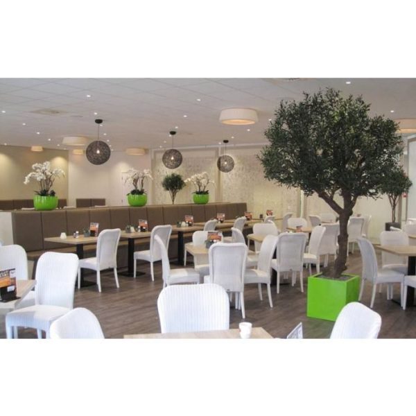 Olijfboom Giant 270 cm Y stam 3