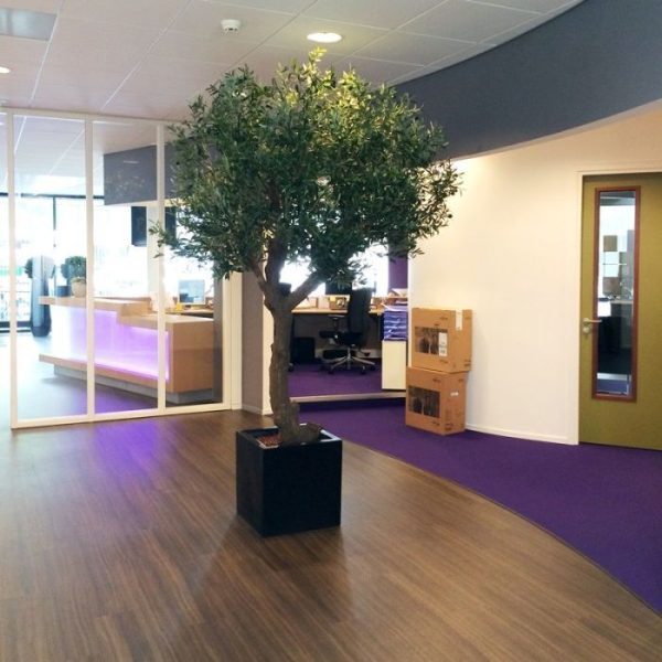 Olijfboom Giant 270 cm Y stam 4