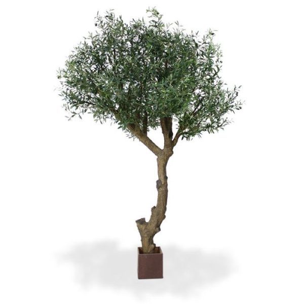 Olijfboom Giant 270 cm Y stam 6