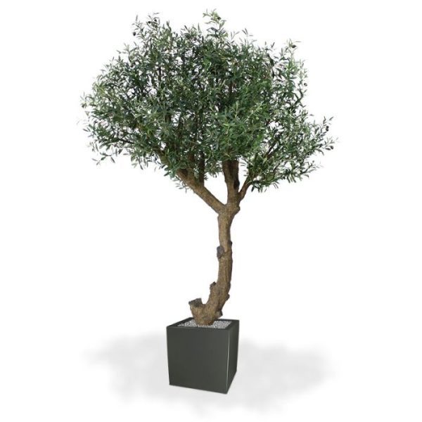 Olijfboom Giant 270 cm Y stam 8