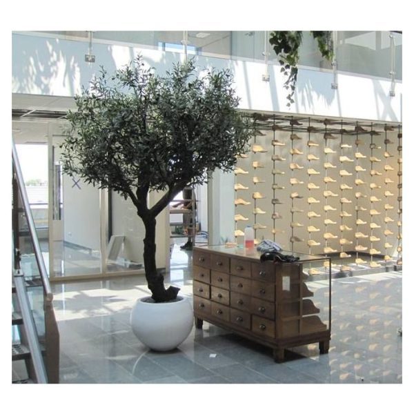 Olijfboom Giant 270 cm Y stam 9