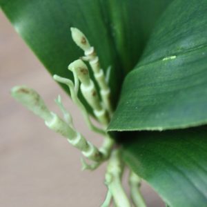 Deze Orchidee Bladtoef S x4 dient als basis product voor vele mogelijkheden en is opgebouwd uit 4 bladeren en luchtwortels. Standaard wordt dit kunstboeket geleverd zonder pot