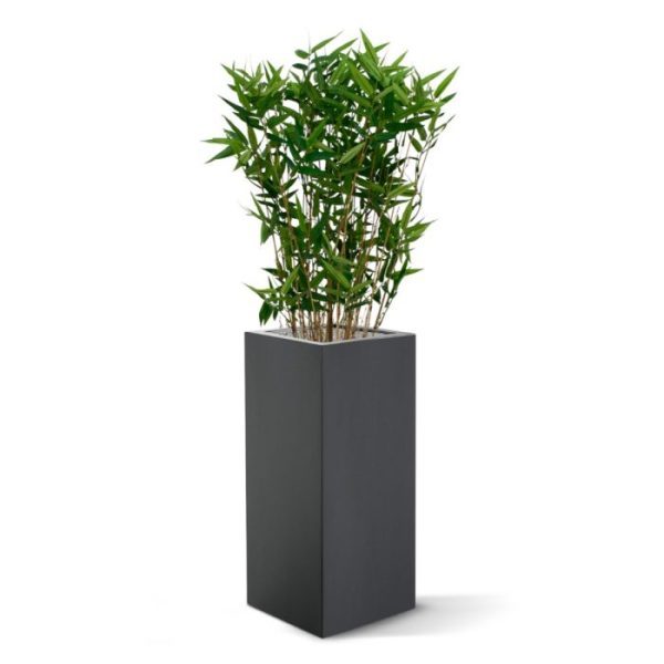 zowel thuis als op kantoor! De fijne Bamboeblaadjes geven de plant een heel natuurlijk tintje mee.  De hoogte van de Oriëntal Kunstbamboe is ongeveer 70 cm en de diameter bedraagt ongeveer 30-35 cm. Standaard wordt de plant geleverd in een plastic pot. Door de plant in een hoge sierpot te plaatsen ontstaat een hele leuke pot/plant combinatie voor op kantoor!  De afgebeelde sierpotten kunnen direct extra mee besteld worden.