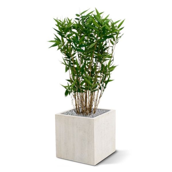 Oriental Bamboe 70 cm 2