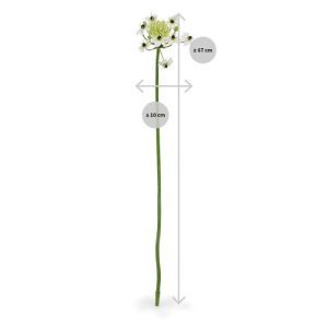 Nieuw - Ornithogalum Arabicum kunstbloem 72 cm wit