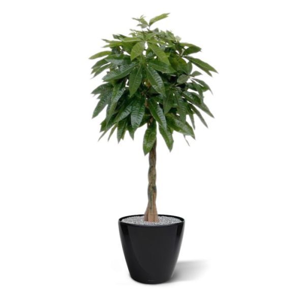 het toont ook zeer natuurgetrouw.  De hoogte van de Pachira is circa 120 cm. Standaard wordt de boom geleverd in een plastic pot. De getoonde pot is dus niet bij de prijs inbegrepen.