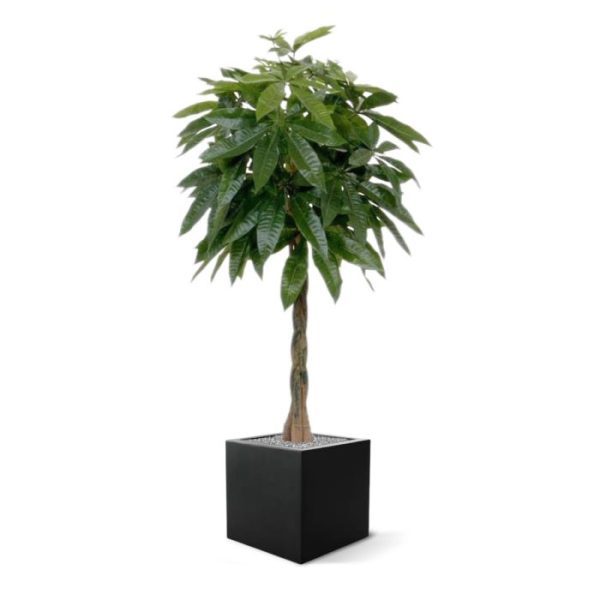 Pachira deluxe kunstplant 120 cm 2