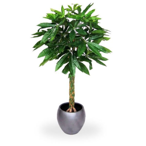Pachira deluxe kunstplant 120 cm 3