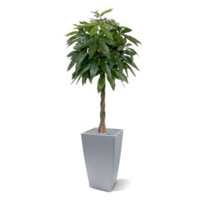 De Pachira Kunstplant is met zijn waaiervormige bladeren een aparte verschijning die je niet zo vaak tegenkomt. De speciaal gevlochten stam (gemaakt uit flexibel kunststof) geeft de boom niet alleen een luxe uitstraling
