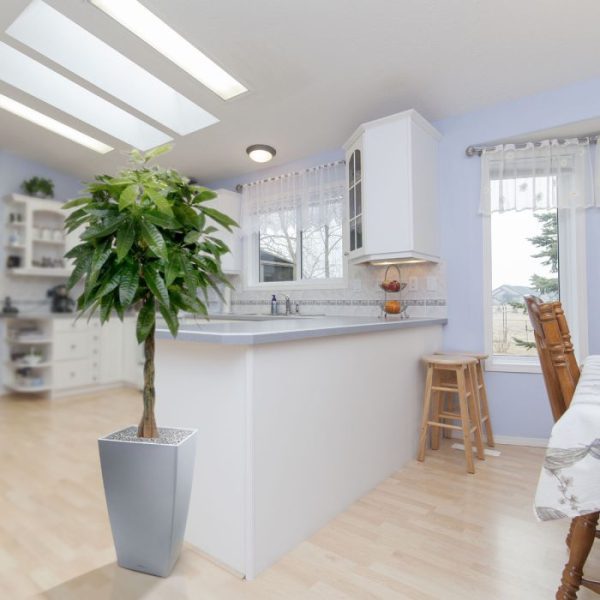 Pachira deluxe kunstplant 120 cm 5