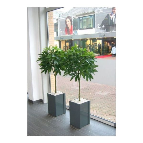 Pachira deluxe kunstplant 120 cm 8