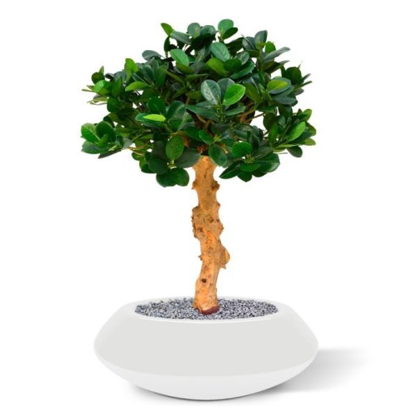 Panda-Bonsai-60-cm-op-voet-10 Panda Bonsai 60 cm op voet 10