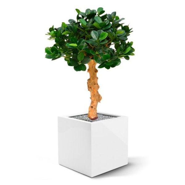 Groene kunstplanten volle kroon.   De kunstboom is 60 cm hoog en ongeveer 40 cm breed en wordt geleverd op een houten voet