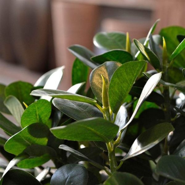 Panda-Bonsai-60-cm-op-voet-4 Panda Bonsai 60 cm op voet 4