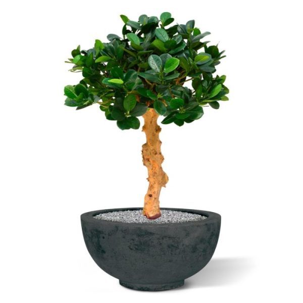 Panda Bonsai 60 cm op voet Voor wie van kwaliteit en exclusiviteit houdt