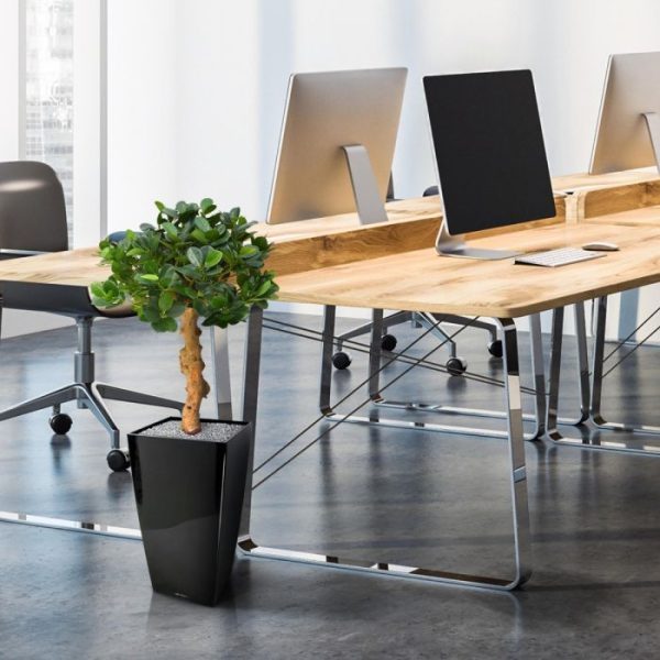 Panda-Bonsai-60-cm-op-voet-7 Panda Bonsai 60 cm op voet 7