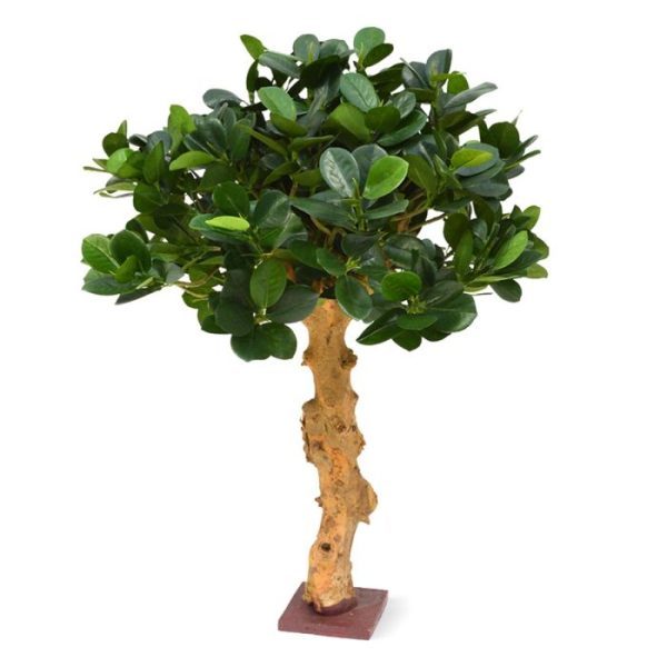Panda-Bonsai-60-cm-op-voet-8 Panda Bonsai 60 cm op voet 8