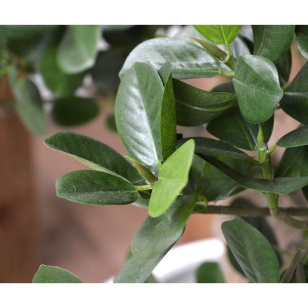 Panda Bonsai 70 cm op voet 10