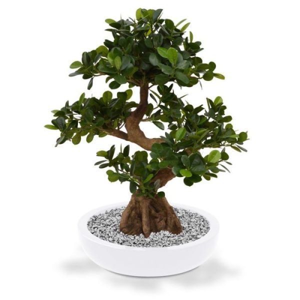 Panda Bonsai 70 cm op voet 3
