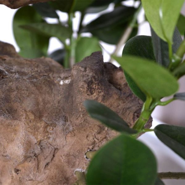 Panda Bonsai 70 cm op voet 8