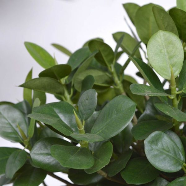 Panda Bonsai 70 cm op voet 9