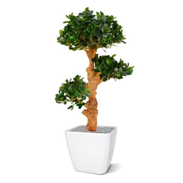 Kunstplanten is deze Panda Bonsai kunstboom absoluut een aanrader. Het lijkt wel alsof de Ficus Panda Bonsai zo uit de Japanse tuin is gehaald! De Panda kunstbonsai is opgebouwd rond een grillige echt houten stam met een grove structuur en heeft 3 blad toeven. De natuurgetrouwe kunstboom is 90 cm hoog en ongeveer 55 cm breed en wordt geleverd op een houten voet