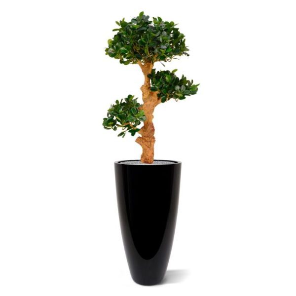 Panda-Bonsai-90-cm-x3-op-voet-10 Panda Bonsai 90 cm x3 op voet 10