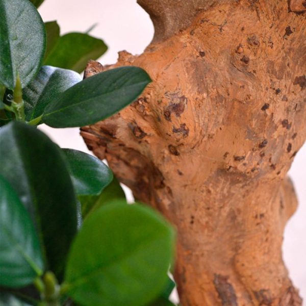 Panda-Bonsai-90-cm-x3-op-voet-4 Panda Bonsai 90 cm x3 op voet 4