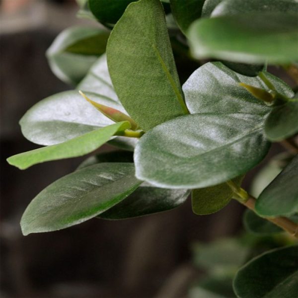 Panda-Bonsai-90-cm-x3-op-voet-5 Panda Bonsai 90 cm x3 op voet 5