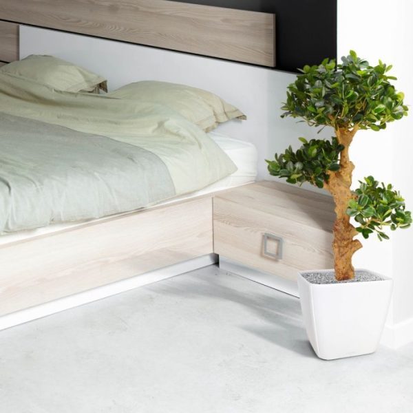 Panda-Bonsai-90-cm-x3-op-voet-7 Panda Bonsai 90 cm x3 op voet 7