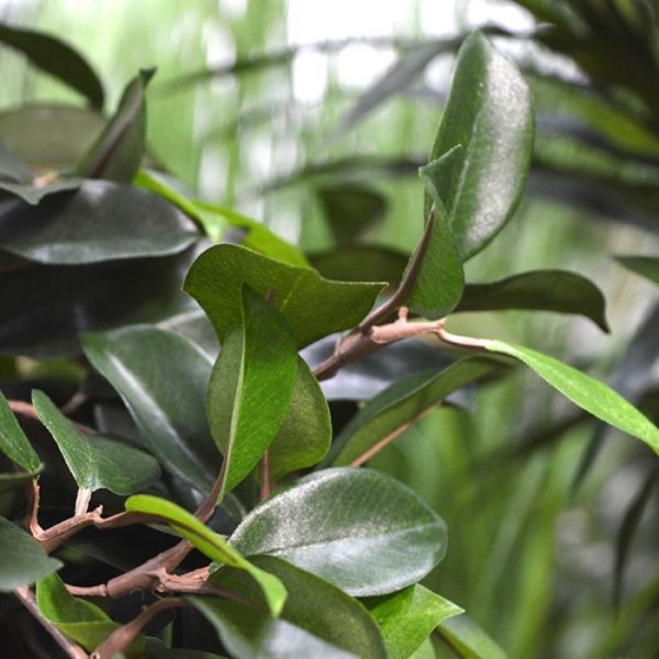 Panda Bonsai kunstboom 140 cm 3