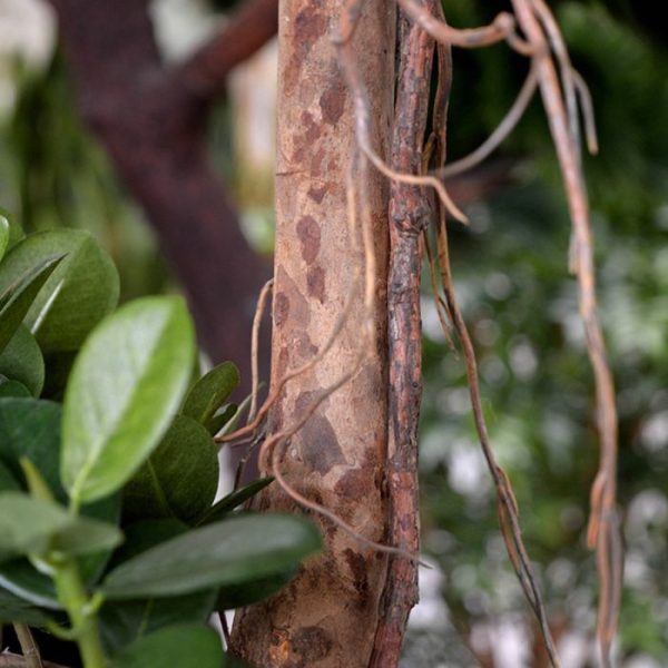 Panda Bonsai kunstboom 140 cm 4