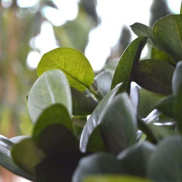 is deze Panda Bonsai kunstboom absoluut een aanrader. Het lijkt wel alsof de Panda Bonsai zo uit de Japanse tuin is gehaald!   De Panda kunstbonsai is opgebouwd rond een grillige polystone stam met een grove structuur en heeft volle blad toef.   De natuurgetrouwe kunstboom is 60 cm hoog en ongeveer 40 cm breed en wordt geleverd in een plastic binnenpot
