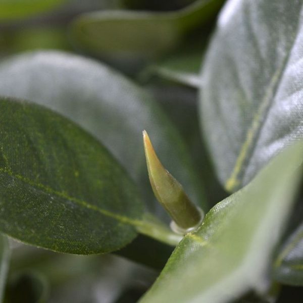 zodat deze eenvoudig in een mooie sierpot te plaatsen is.