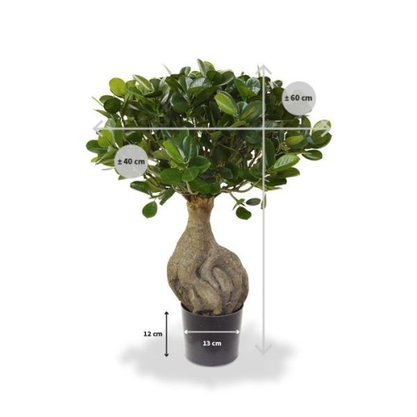 Panda kunst bonsai 55 cm 3