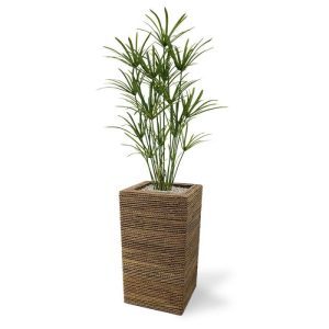 De speelse Papyrus kunstplant is een mooie aanvulling op het assortiment kunstgras planten. Dit model heeft met zijn vele zijscheuten een goedgevulde en natuurlijke uitstraling! Met een hoogte van ongeveer 135 cm kan de kunstplant zowel in een hoge als in een lage sierpot gepresenteerd worden. De breedte bedraagt ongeveer 70 cm. De Papyrus Deluxe wordt in een standaard plastic binnenpot geleverd.