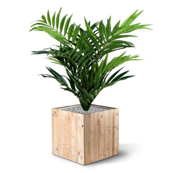 zodat het makkelijk in een sierpot geplaatst kan worden. De zijden Parlour palm heeft een hoogte van ongeveer 50cm en een breedte van ook ongeveer 50cm. Vanaf 6 stuks geldt een speciale voordeelprijs.