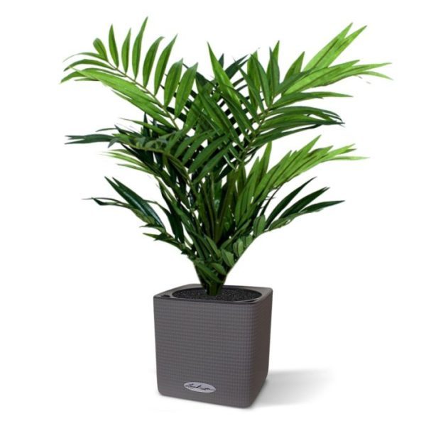 Parlour Palm 50cm in 12cm potje 2