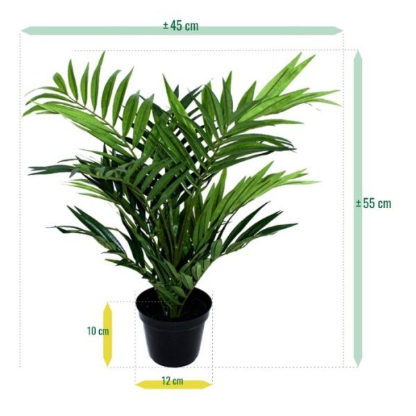 Parlour Palm 50cm in 12cm potje 3