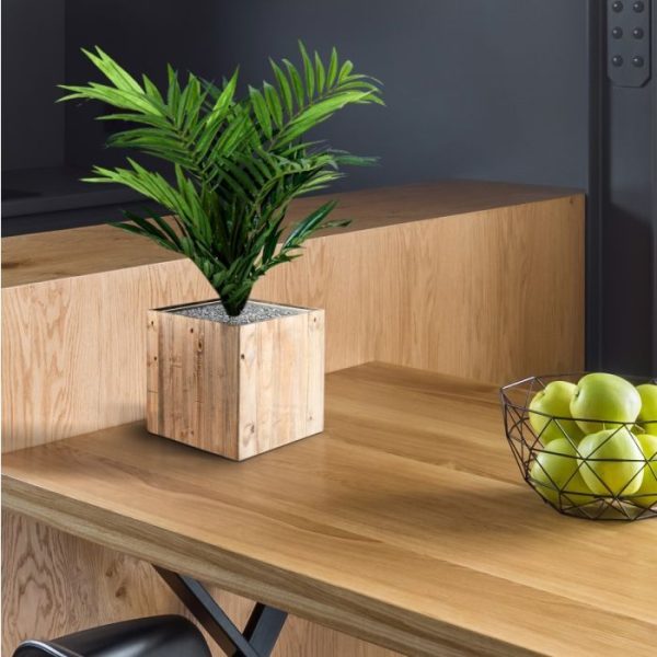 Parlour Palm 50cm in 12cm potje 4