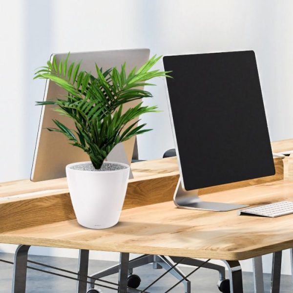 Parlour Palm 50cm in 12cm potje 5